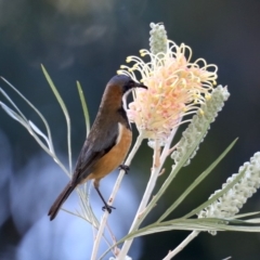 Acanthorhynchus tenuirostris at Rosedale, NSW - 1 Sep 2019