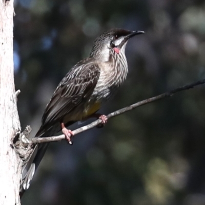 Anthochaera carunculata (Red Wattlebird) at Broulee, NSW - 1 Sep 2019 by jbromilow50