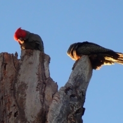 Callocephalon fimbriatum (Gang-gang Cockatoo) at Acton, ACT - 9 Sep 2019 by Laserchemisty