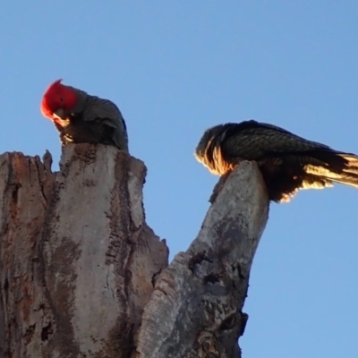 Callocephalon fimbriatum (Gang-gang Cockatoo) at Acton, ACT - 9 Sep 2019 by Laserchemisty