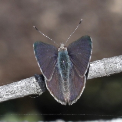 Zizina otis (Common Grass-Blue) at Guerilla Bay, NSW - 1 Sep 2019 by jbromilow50