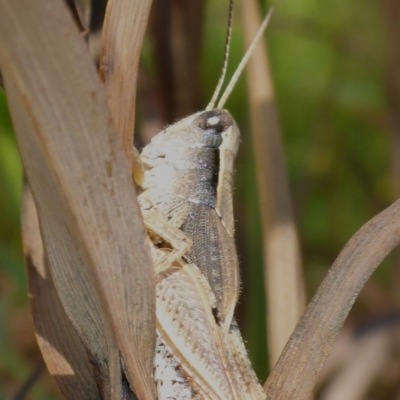 Phaulacridium vittatum (Wingless Grasshopper) at Aranda, ACT - 9 Dec 2014 by JanetRussell