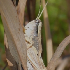 Phaulacridium vittatum (Wingless Grasshopper) at Aranda, ACT - 9 Dec 2014 by JanetRussell