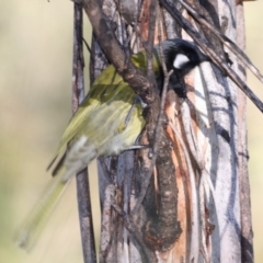 Nesoptilotis leucotis (White-eared Honeyeater) at Bendoura, NSW - 2 Sep 2019 by jb2602