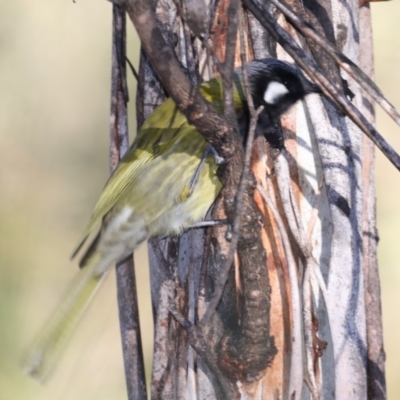 Nesoptilotis leucotis (White-eared Honeyeater) at Bendoura, NSW - 2 Sep 2019 by jb2602