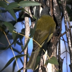 Nesoptilotis leucotis at Bendoura, NSW - 2 Sep 2019