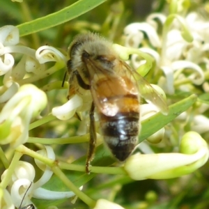 Apis mellifera at Aranda, ACT - 9 Dec 2014