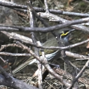 Caligavis chrysops at Deua River Valley, NSW - 2 Sep 2019