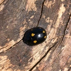 Paropsisterna octosignata (Eucalyptus leaf beetle) at Illilanga & Baroona - 7 Sep 2019 by Illilanga