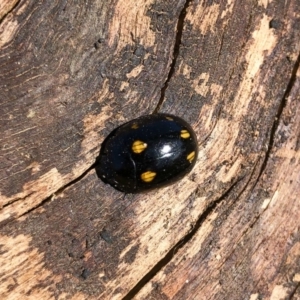 Paropsisterna octosignata at Michelago, NSW - 7 Sep 2019 02:54 PM