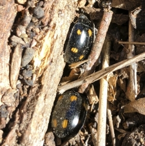 Paropsisterna octosignata at Michelago, NSW - 7 Sep 2019 02:54 PM