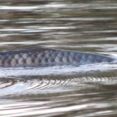 Cyprinus carpio (Common Carp) at Paddys River, ACT - 18 Feb 2014 by michaelb