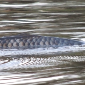 Cyprinus carpio at Paddys River, ACT - 18 Feb 2014 07:52 PM