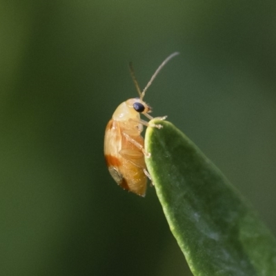 Monolepta juno at Michelago, NSW - 5 Apr 2019 by Illilanga