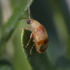 Monolepta juno at Illilanga & Baroona - 5 Apr 2019