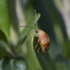 Monolepta juno at Illilanga & Baroona - 5 Apr 2019