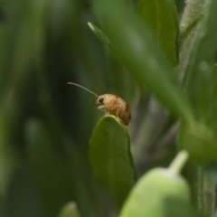 Monolepta juno at Illilanga & Baroona - 5 Apr 2019