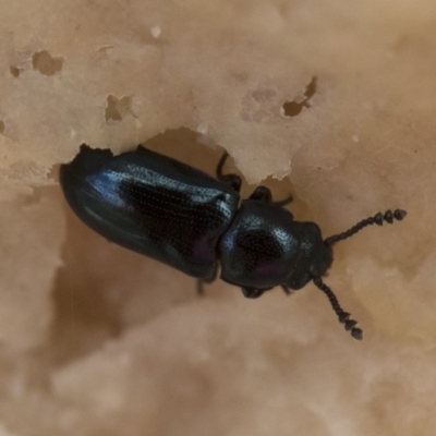 Thallis janthina (Fungus beetle) at Illilanga & Baroona - 30 Mar 2019 by Illilanga