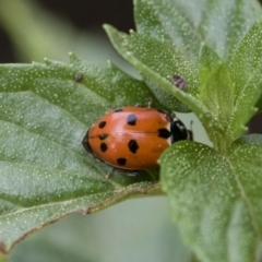 Hippodamia variegata (Spotted Amber Ladybird) at Illilanga & Baroona - 22 Mar 2019 by Illilanga