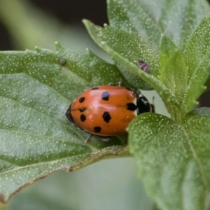 Hippodamia variegata at Michelago, NSW - 22 Mar 2019