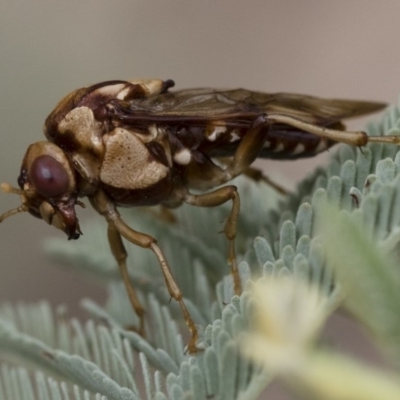 Pergagrapta polita (Sawfly) at Illilanga & Baroona - 17 Mar 2019 by Illilanga