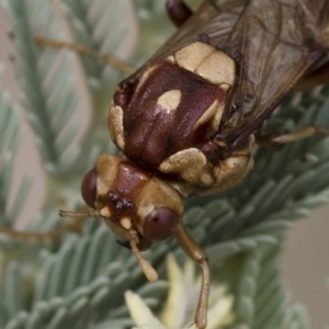 Pergagrapta polita at Michelago, NSW - 17 Mar 2019