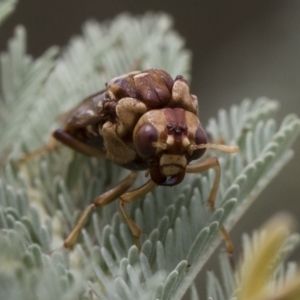 Pergagrapta polita at Michelago, NSW - 17 Mar 2019