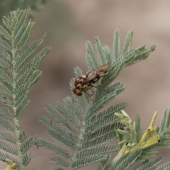 Pergagrapta polita at Michelago, NSW - 17 Mar 2019