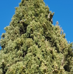 Callocephalon fimbriatum at Reid, ACT - suppressed