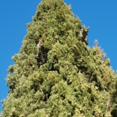 Callocephalon fimbriatum at Reid, ACT - suppressed