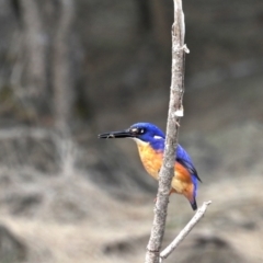 Ceyx azureus (Azure Kingfisher) at Deua River Valley, NSW - 2 Sep 2019 by jb2602