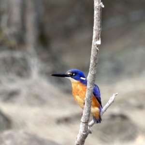 Ceyx azureus at Deua River Valley, NSW - 2 Sep 2019