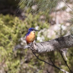 Ceyx azureus at Deua River Valley, NSW - 2 Sep 2019