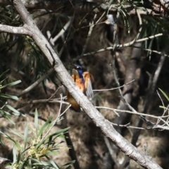 Ceyx azureus at Deua River Valley, NSW - 2 Sep 2019