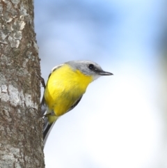 Eopsaltria australis (Eastern Yellow Robin) at Deua River Valley, NSW - 2 Sep 2019 by jbromilow50