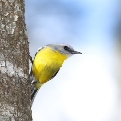 Eopsaltria australis (Eastern Yellow Robin) at Deua National Park - 2 Sep 2019 by jb2602