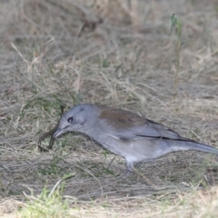 Colluricincla harmonica (Grey Shrikethrush) at Deua River Valley, NSW - 2 Sep 2019 by jb2602