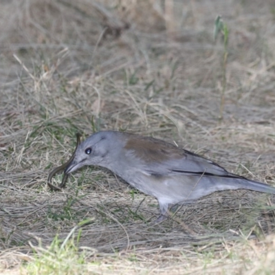 Colluricincla harmonica (Grey Shrikethrush) at Deua River Valley, NSW - 2 Sep 2019 by jb2602