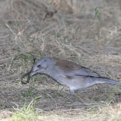 Colluricincla harmonica (Grey Shrikethrush) at Deua National Park - 1 Sep 2019 by jb2602