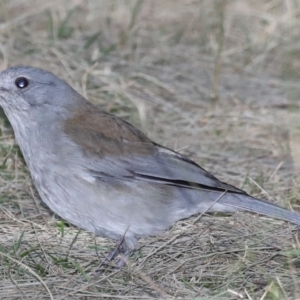 Colluricincla harmonica at Deua River Valley, NSW - 2 Sep 2019