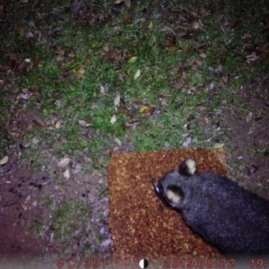 Trichosurus vulpecula at Acton, ACT - 21 Aug 2019 12:00 AM