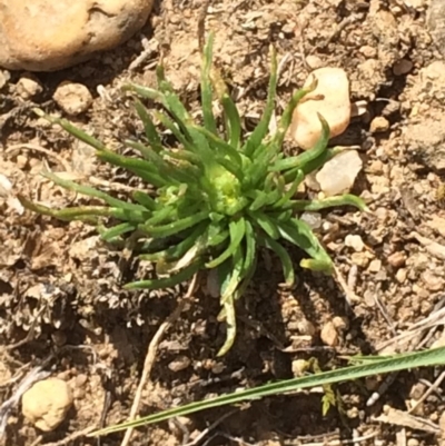 Isoetopsis graminifolia (Grass Cushion Daisy) at Molonglo Valley, ACT - 9 Sep 2019 by NickiTaws