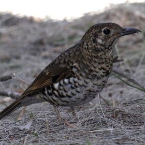 Zoothera lunulata at Deua River Valley, NSW - 2 Sep 2019