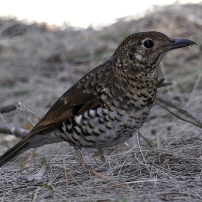 Zoothera lunulata (Bassian Thrush) at Deua River Valley, NSW - 2 Sep 2019 by jbromilow50