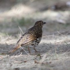 Zoothera lunulata at Deua River Valley, NSW - 2 Sep 2019 12:12 PM