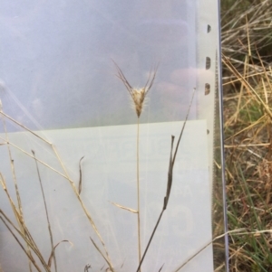 Dichanthium sericeum at Molonglo River Reserve - 14 Aug 2019