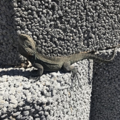 Intellagama lesueurii howittii (Gippsland Water Dragon) at Curtin, ACT - 10 Sep 2019 by Simmo