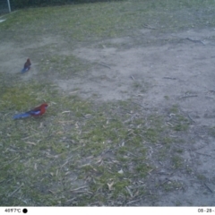 Platycercus elegans (Crimson Rosella) at Acton, ACT - 28 Aug 2019 by Miao