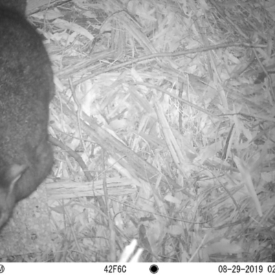 Trichosurus vulpecula (Common Brushtail Possum) at Acton, ACT - 28 Aug 2019 by EmilyO