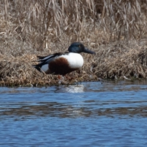 Spatula clypeata at Fyshwick, ACT - 10 Sep 2019